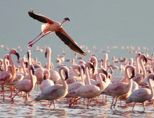 Little Rann of Kutch